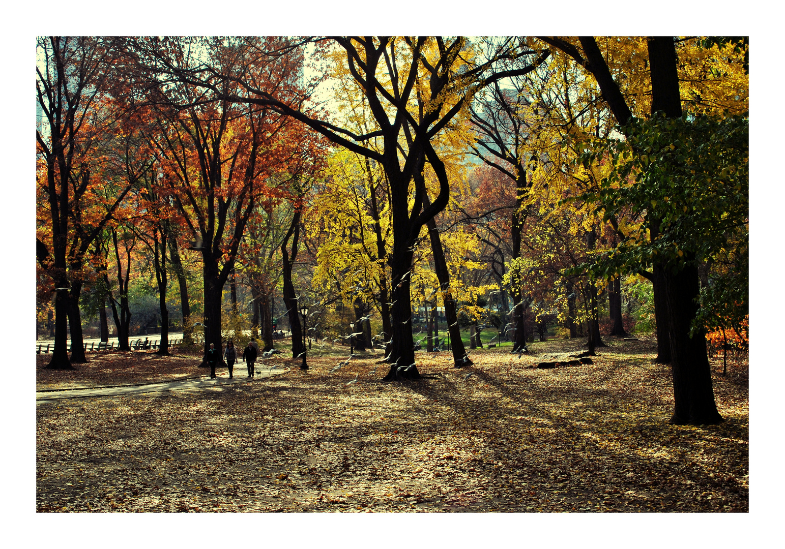 Central Park - Heart of NYC