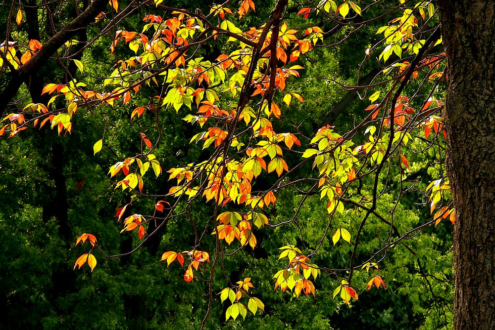 Central Park Impressionen 5