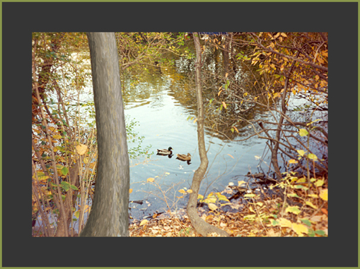 Central Park, los patos