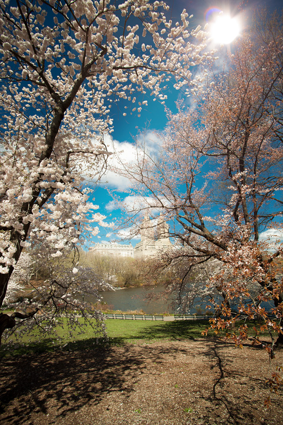 Central Park New York