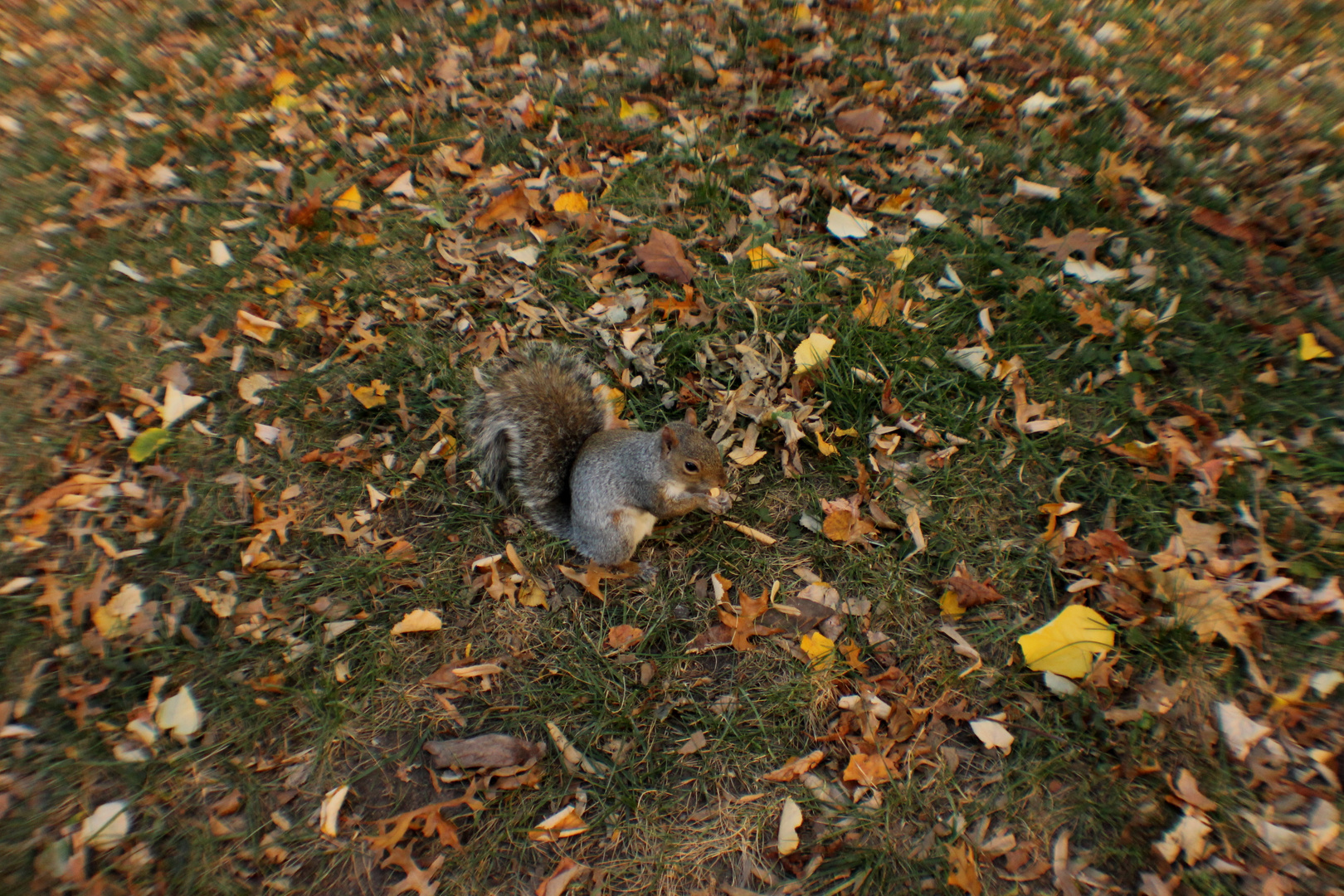 Central Park - New York