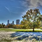 Central Park Tree