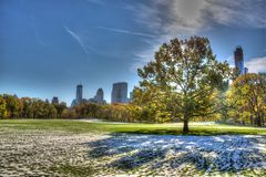 Central Park Tree