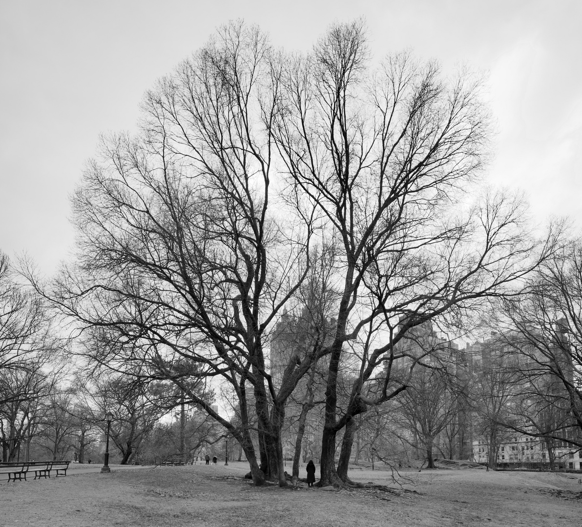 Central Park trees