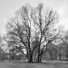 Central Park trees