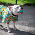 Central Park Visitor