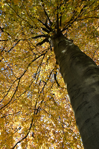 Centre de l'automne