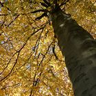 Centre de l'automne