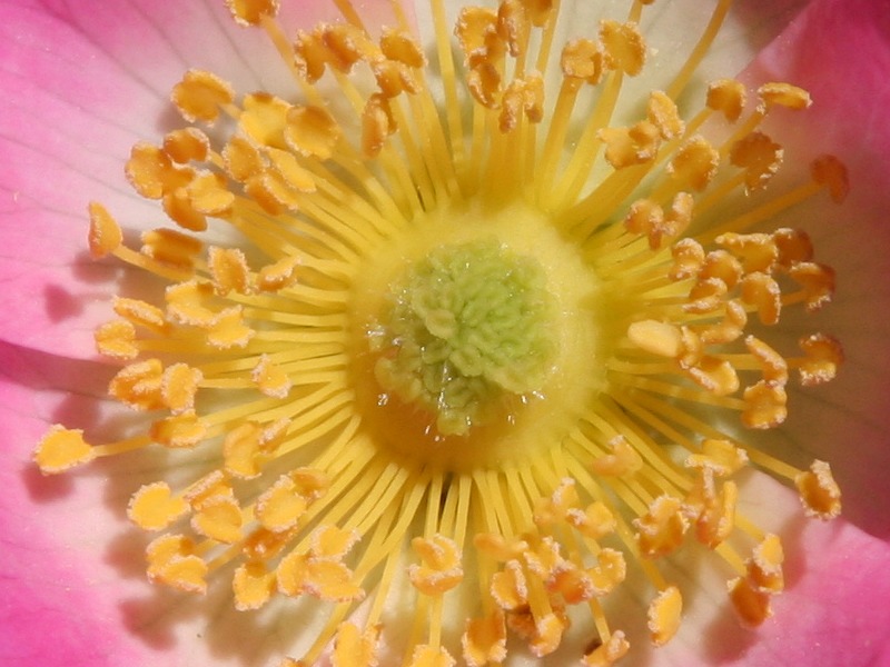 Centre of the Flower