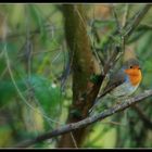 centre ornithologique ..........rouge gorge