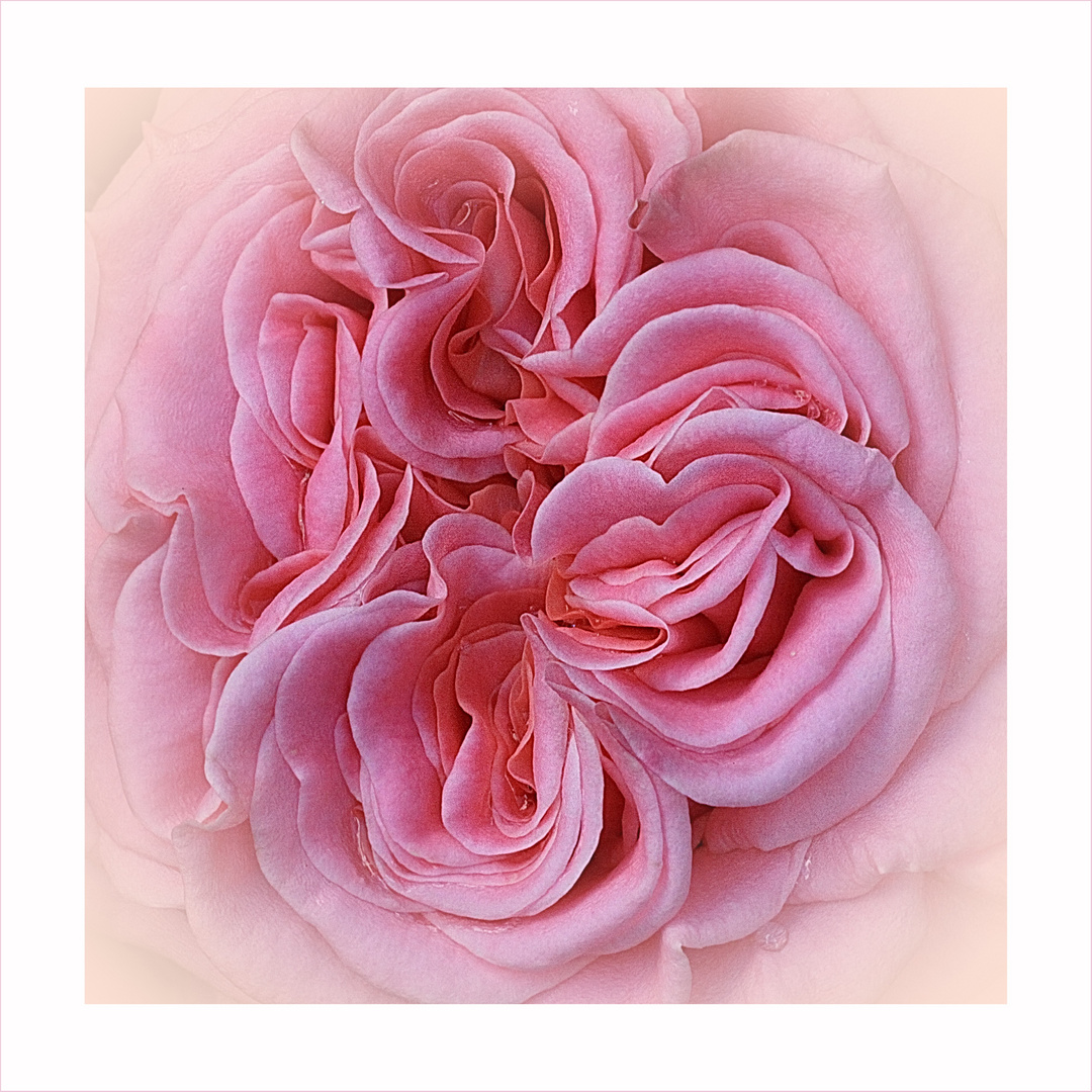 Centro de una  rosa    Mitte einer Rose 