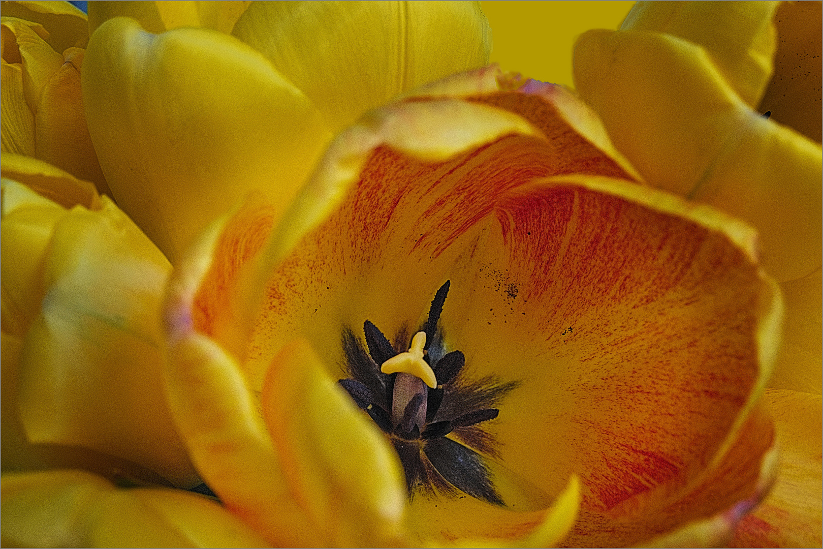 Centro tulipan 