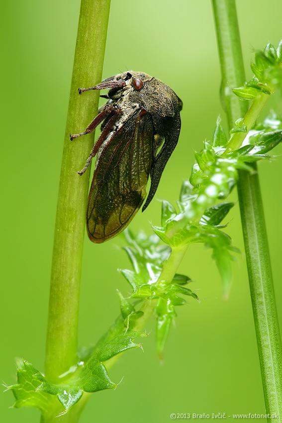 Centrotus cornutus - trnovka lieskova