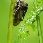 Centrotus cornutus - trnovka lieskova