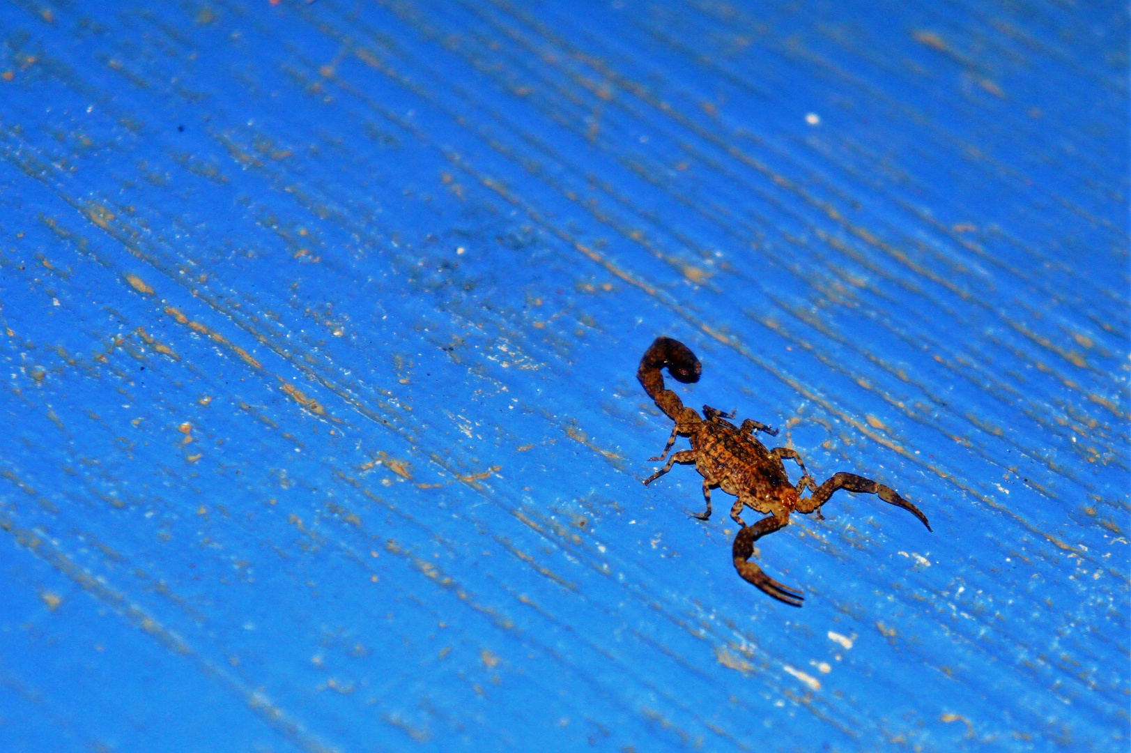 Centruroides limbatus Foto & Bild world, natur, insekt Bilder auf