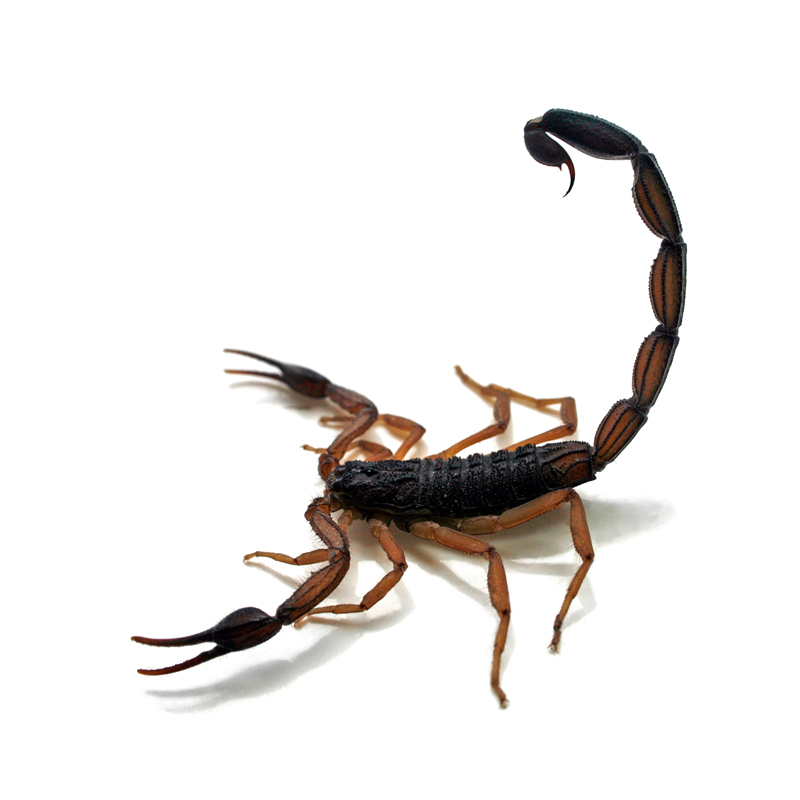 Centruroides limbatus