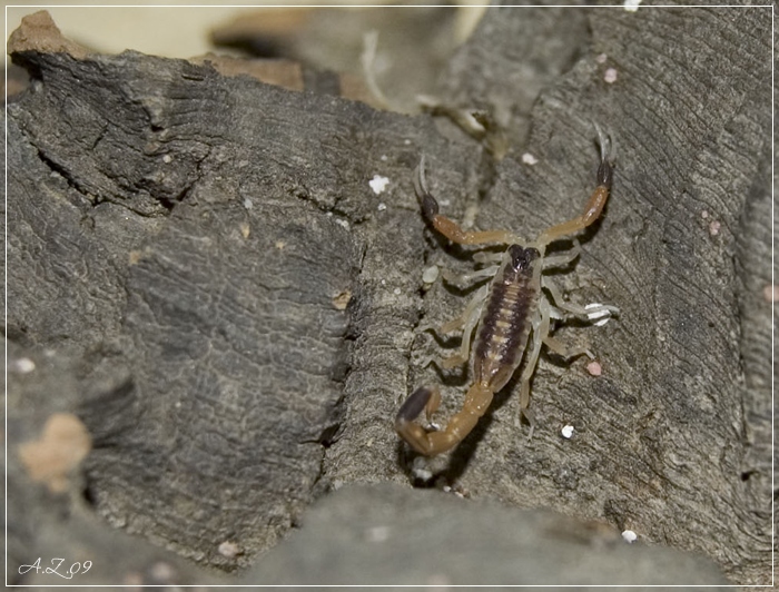 Centruroides vittatus