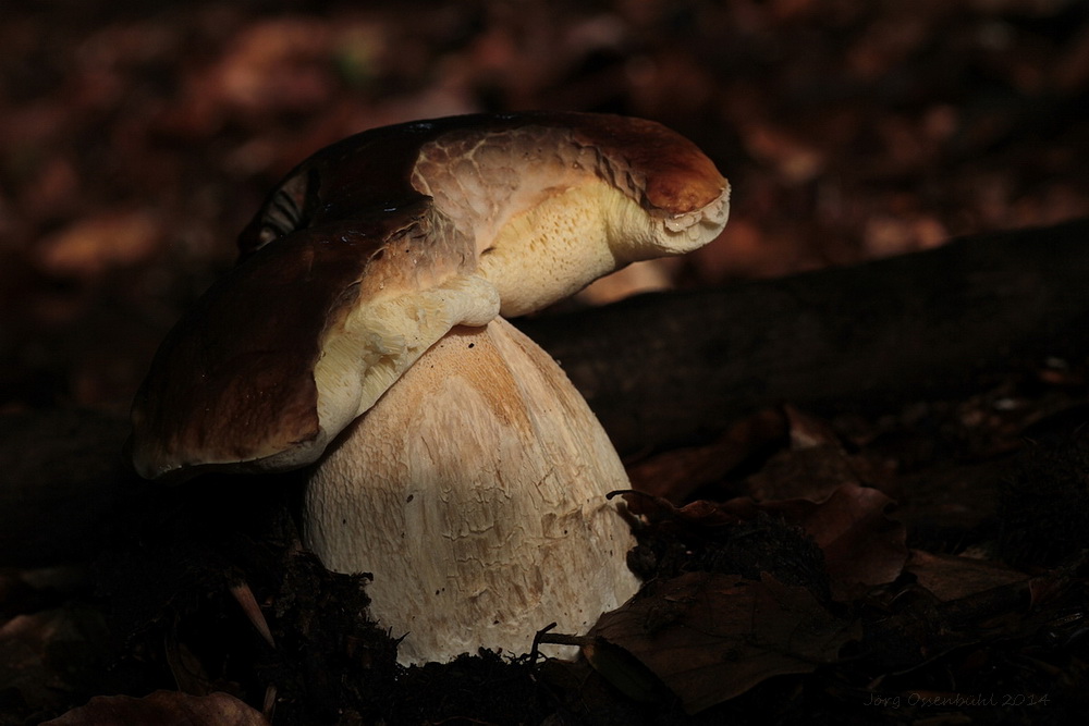 Cep by the first rays of sun ...