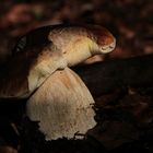 Cep by the first rays of sun ...
