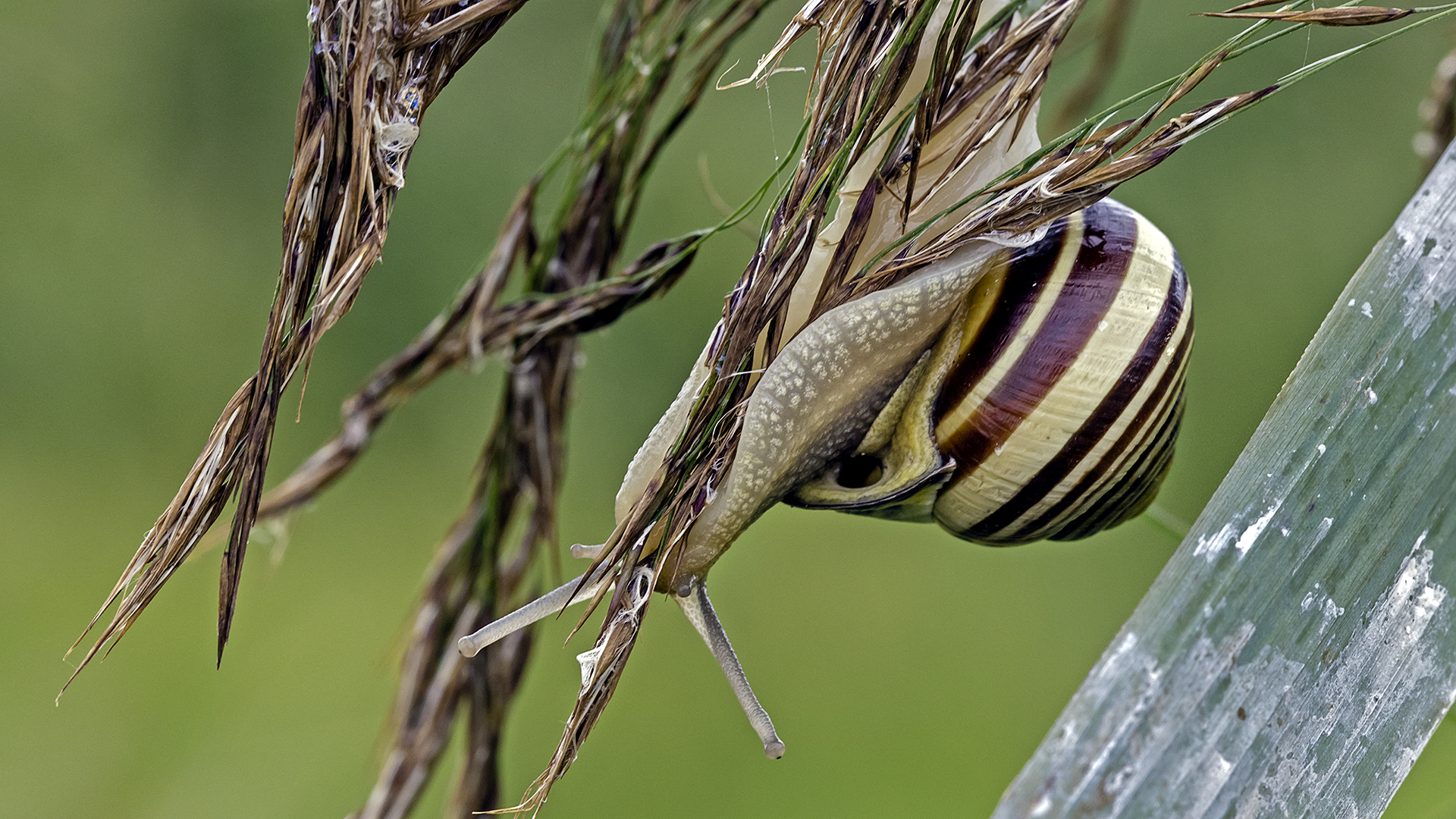 Cepaea hortensis     