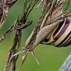 Cepaea hortensis     