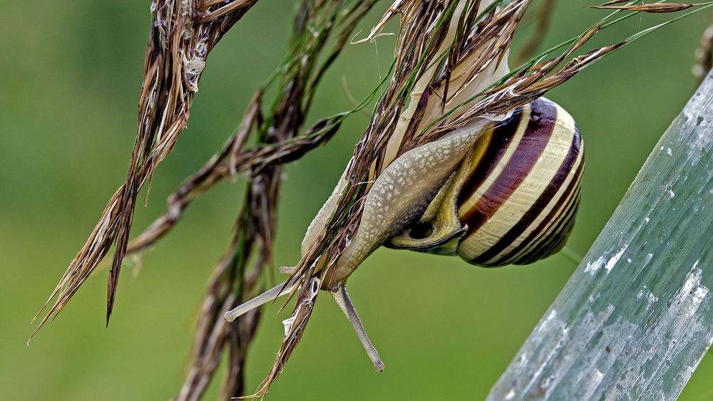 Cepaea hortensis     