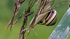 Cepaea hortensis     