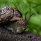 Cepaea Hortensis