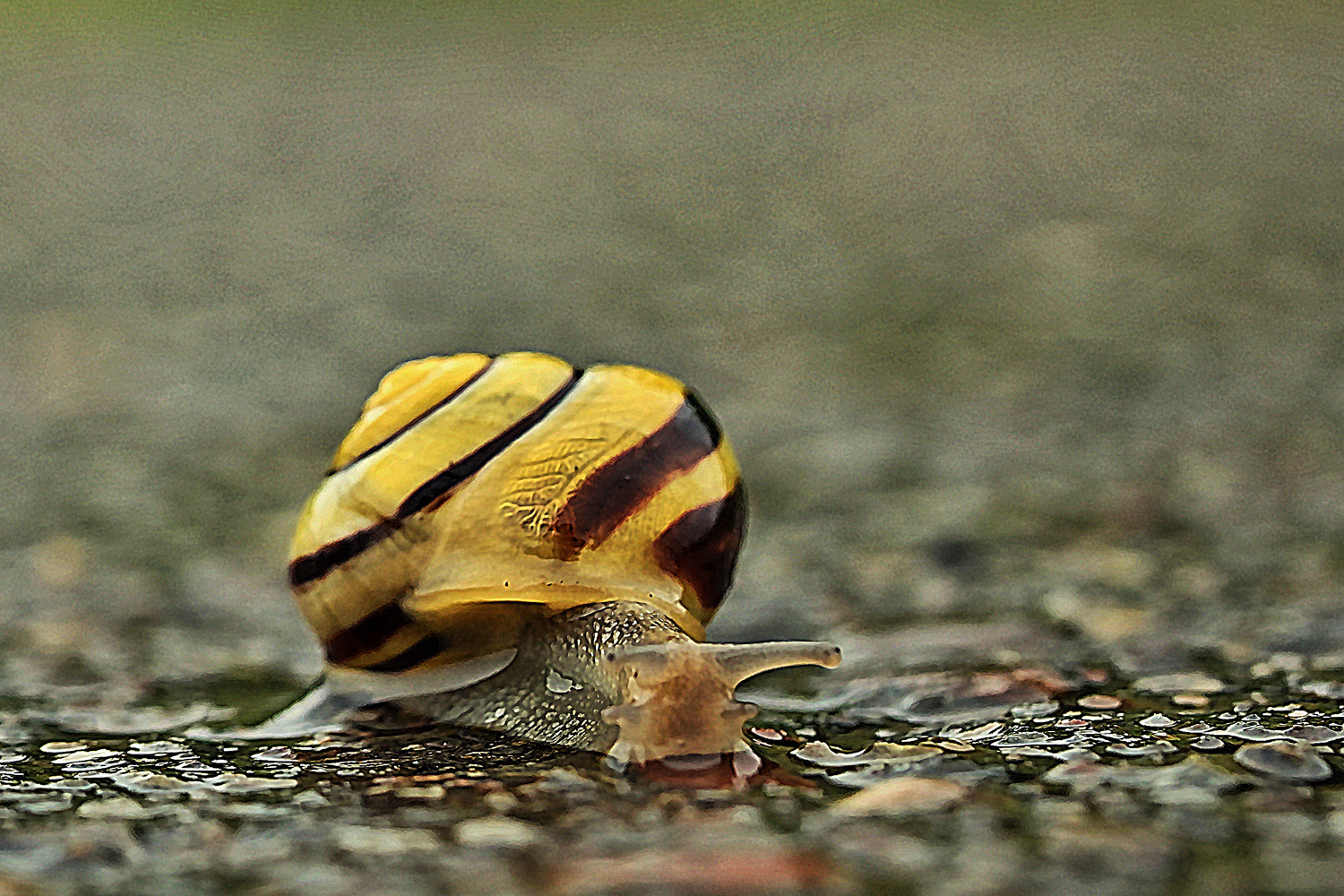 Cepaea nemoralis