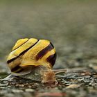 Cepaea nemoralis