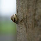 Cepaea nemoralis beim Abstieg