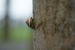 Cepaea nemoralis beim Abstieg