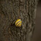 Cepaea nemoralis beim Aufstieg