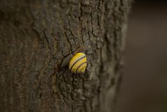 Cepaea nemoralis beim Aufstieg