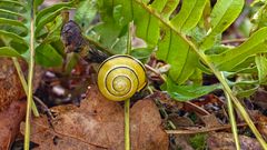 Cepaea nemoralis - Schwarzmündige Bänderschnecke  (??)
