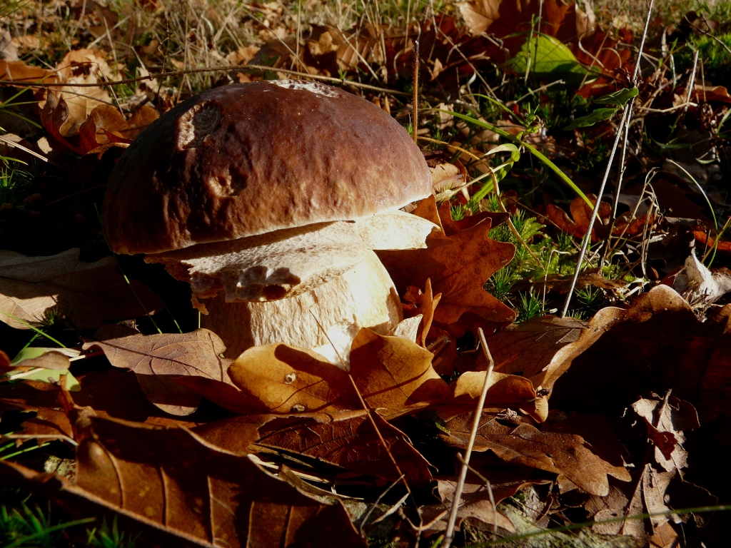 Cèpe de Bordeau