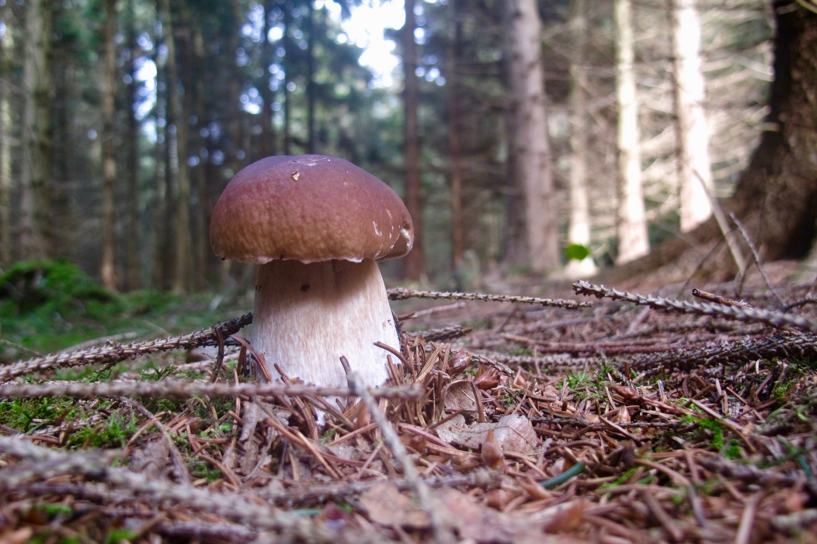 Cèpe de Bordeaux (Boletus edulis)