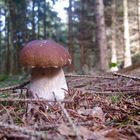 Cèpe de Bordeaux (Boletus edulis)