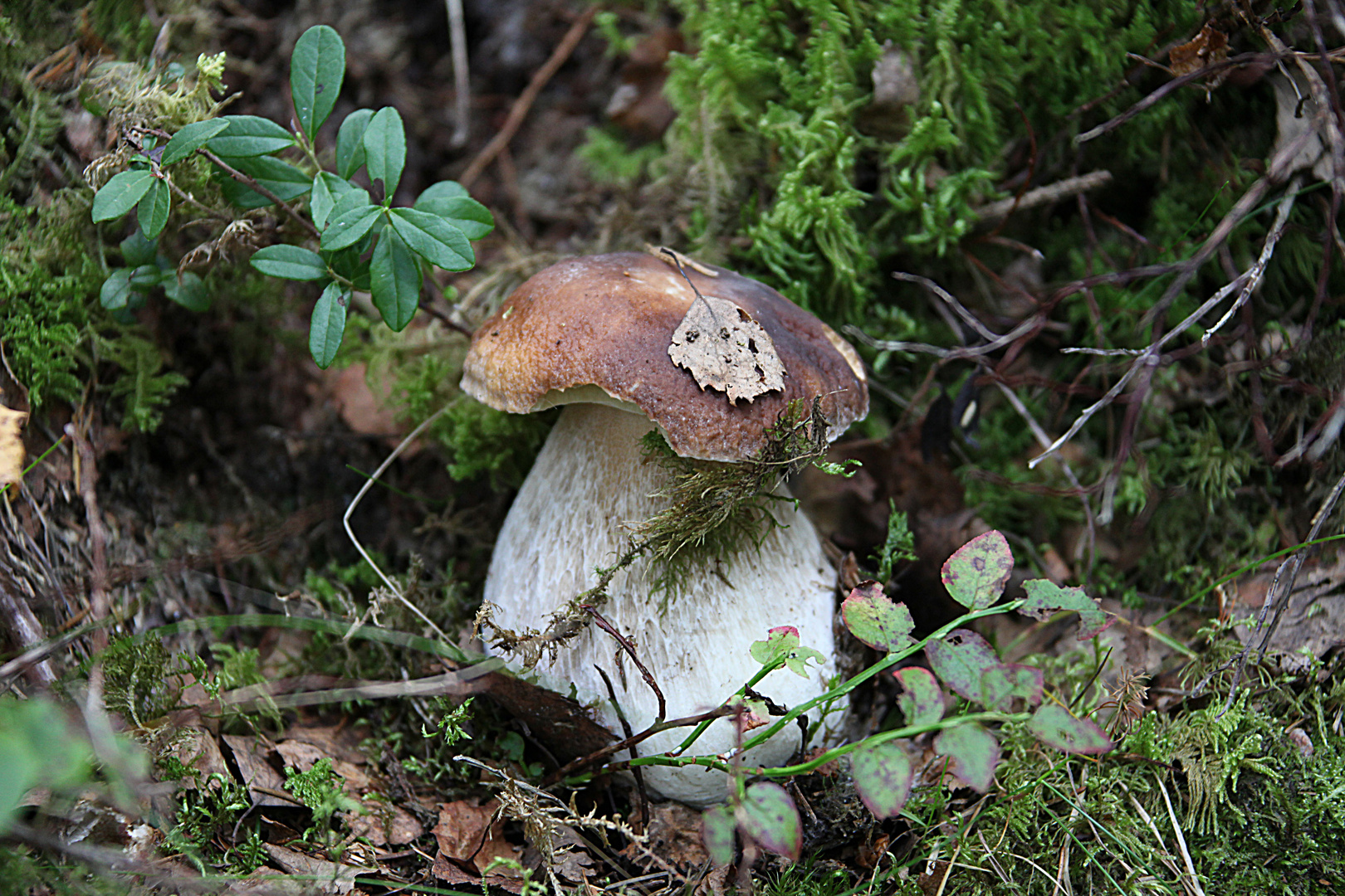 Cèpes de France