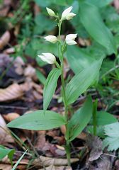 Cephalanthera alba - Bleiches Waldvöglein