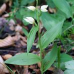 Cephalanthera alba - Bleiches Waldvöglein