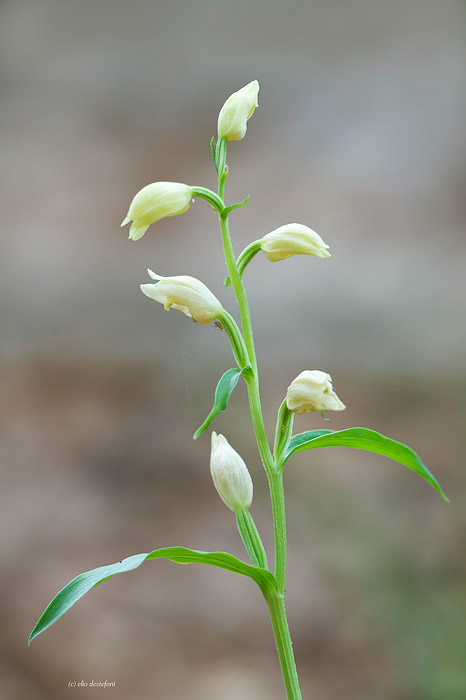 cephalanthera damasonium