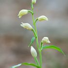 cephalanthera damasonium