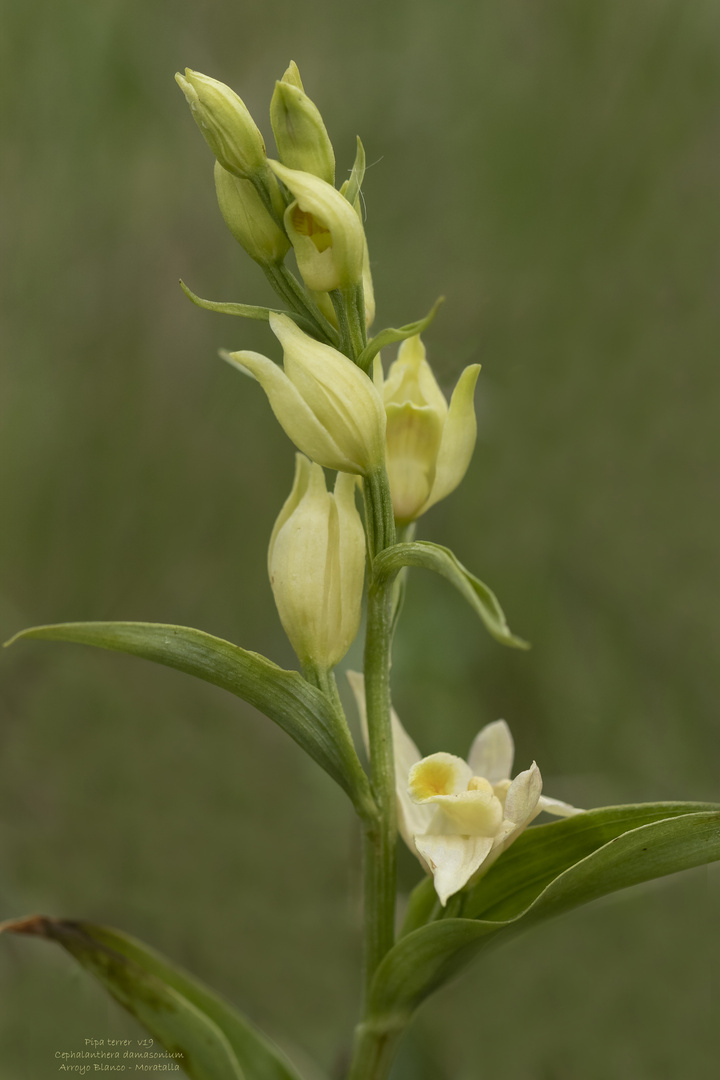 Cephalanthera damasonium