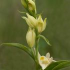 Cephalanthera damasonium