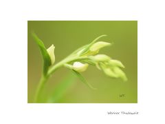 Cephalanthera damasonium