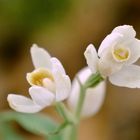 Cephalanthera damasonium – Weißes Waldvögelein 