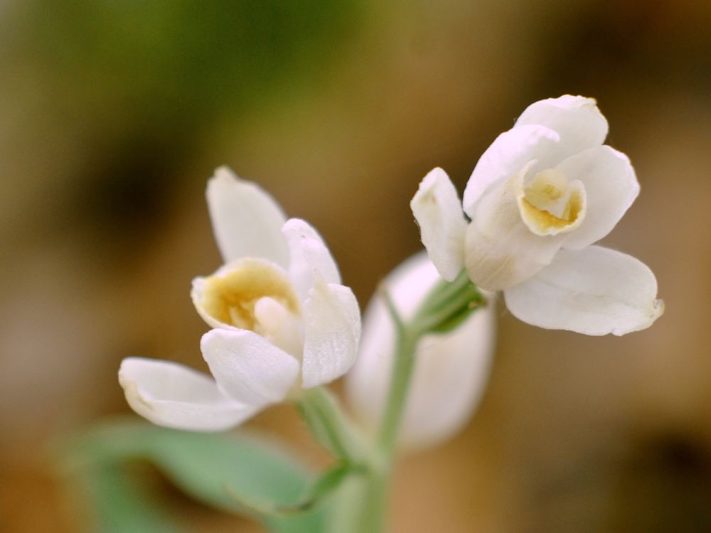 Cephalanthera damasonium – Weißes Waldvögelein 