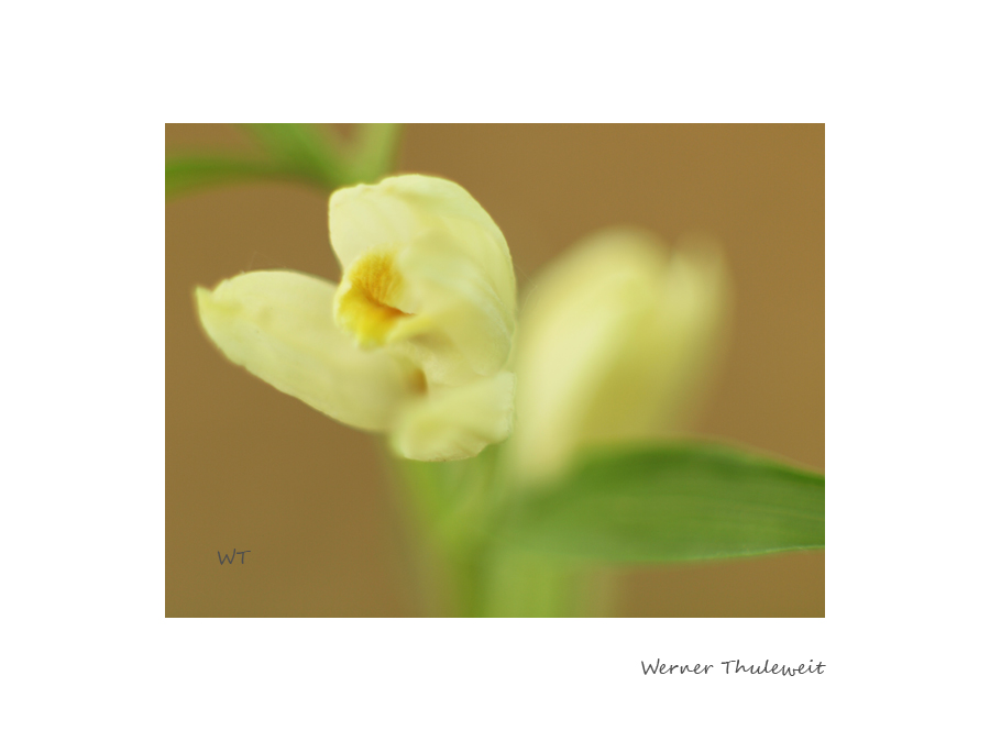 Cephalanthera damasonium,Einzelblüte