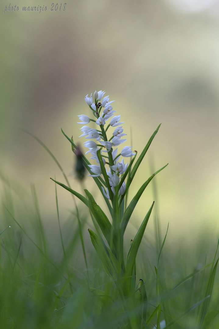 cephalanthera longifolia